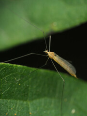 Gonomyia