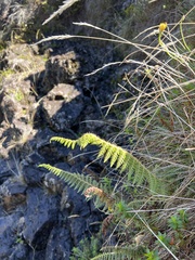 Polystichum haleakalense