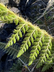 Polystichum haleakalense