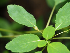 Neolasioptera impatientifolia