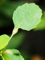 Neolasioptera impatientifolia