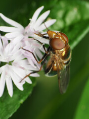 Copestylum vesicularium