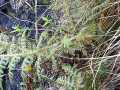 Polystichum haleakalense