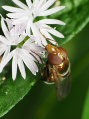 Copestylum vesicularium