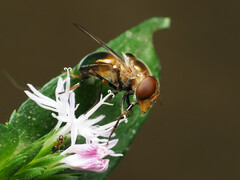 Copestylum vesicularium