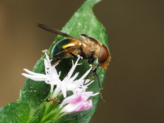 Copestylum vesicularium