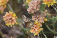 Plusiini