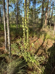 Lyonia fruticosa