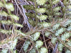 Polystichum haleakalense