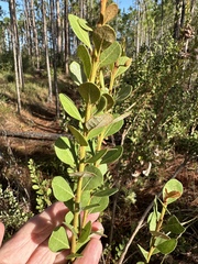 Lyonia fruticosa
