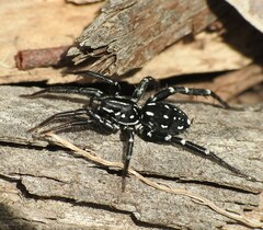 Nyssus albopunctatus