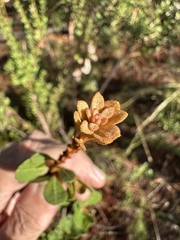 Lyonia fruticosa