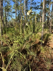 Lyonia fruticosa