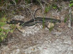 Egernia kingii