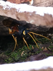 Urocerus gigas
