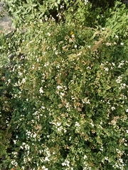 Ageratina glechonophylla