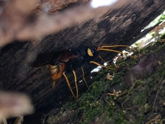 Urocerus gigas