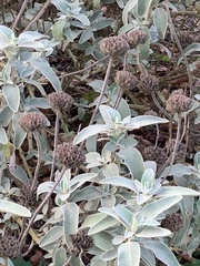 Phlomis fruticosa