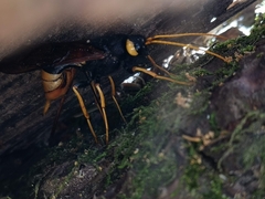 Urocerus gigas