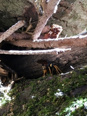 Urocerus gigas