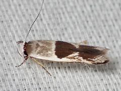 Stathmopoda megathyma