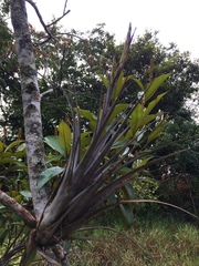 Tillandsia polystachia