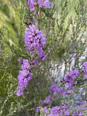 Melaleuca thymifolia