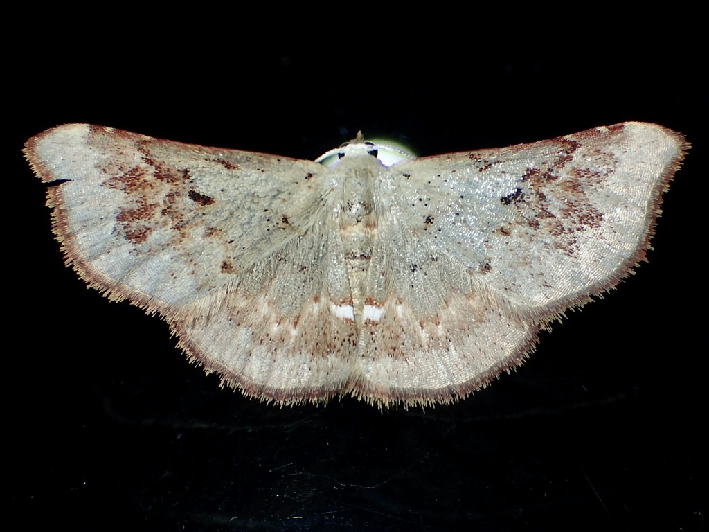 Enispa prolectus