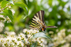Graphium antiphates
