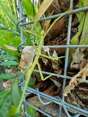 Acrophylla wuelfingi