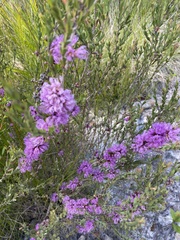 Melaleuca thymifolia