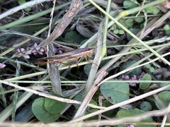 Conocephalus maculatus