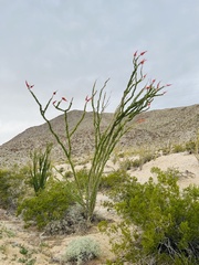 Fouquieria splendens splendens