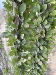 Fouquieria splendens splendens