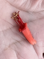 Fouquieria splendens splendens