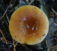 Limacella