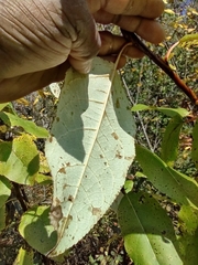 Populus balsamifera