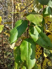 Populus balsamifera