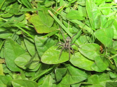 Artoriinae