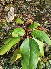 Populus balsamifera