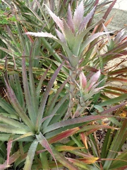 Bromelia pinguin
