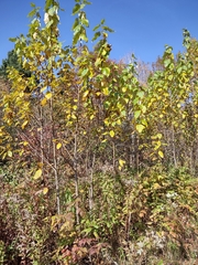 Populus balsamifera