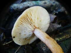 Limacella
