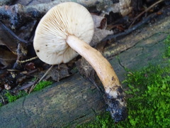 Limacella