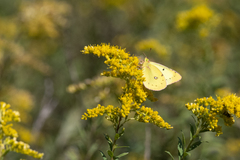Colias philodice