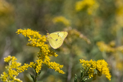 Colias philodice