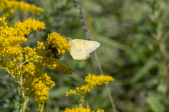 Colias philodice