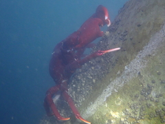 Taliepus nuttallii