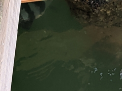 Archosargus probatocephalus