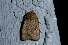 Proteuxoa tetronycha